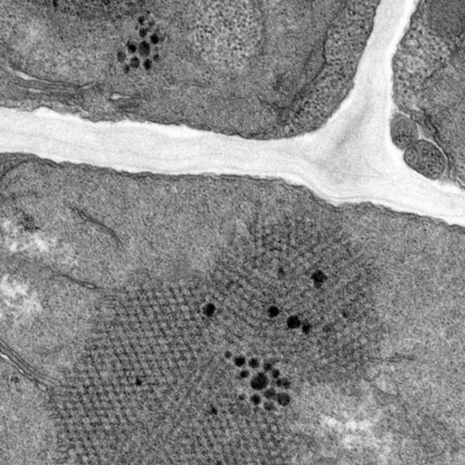 Просвечивающий электронный микроскоп Talos L120C