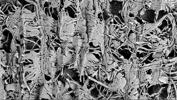 Синеркон: Морфология поверхности обычной туалетной бумаги